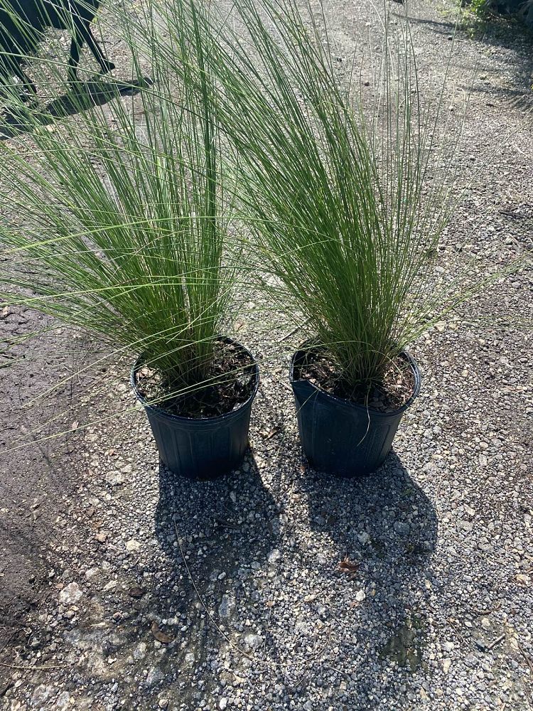 muhlenbergia-muhly-grass