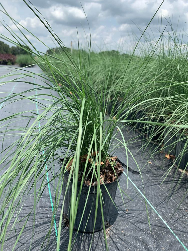 muhlenbergia-muhly-grass