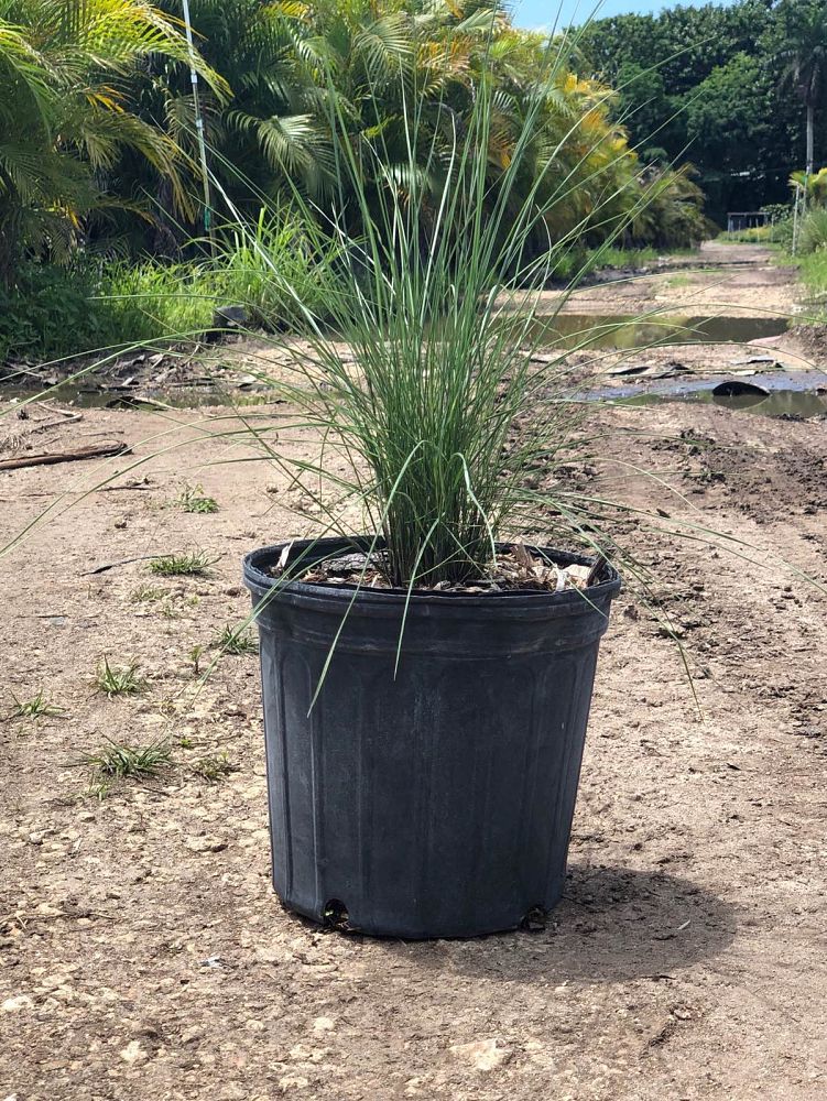 muhlenbergia-muhly-grass