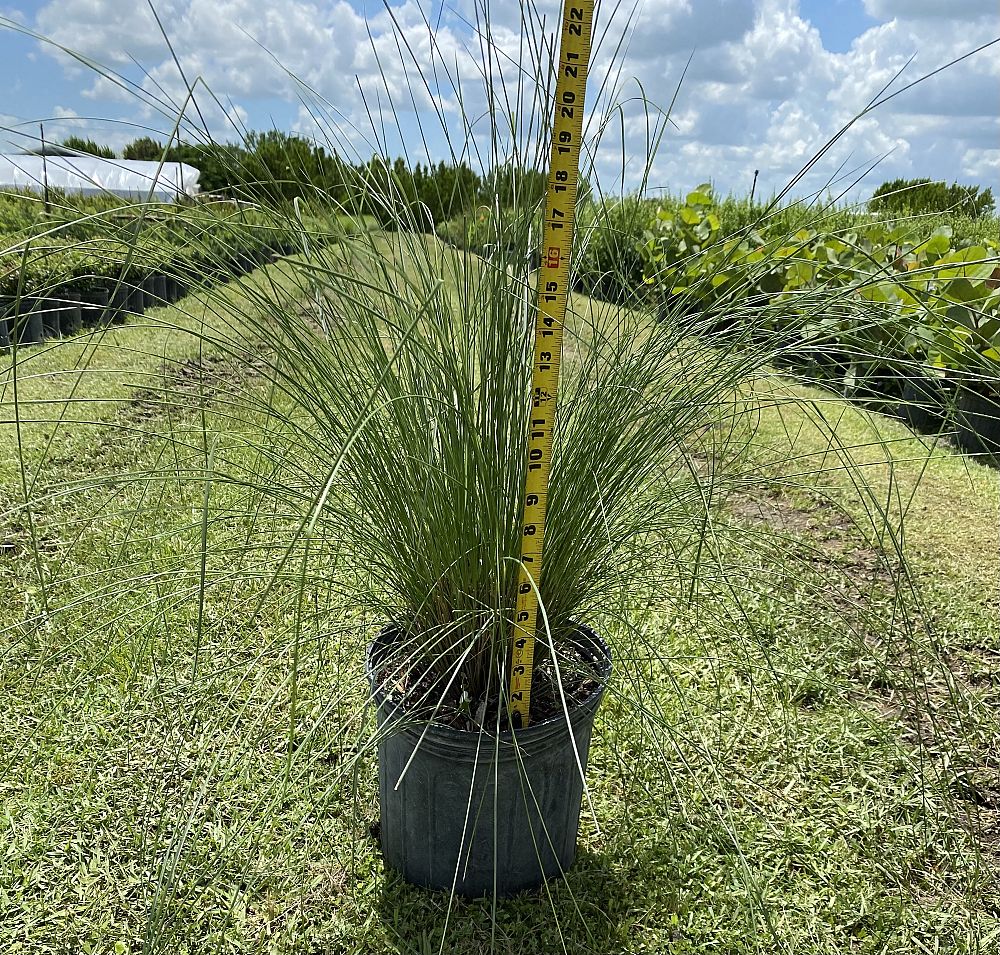 muhlenbergia-muhly-grass