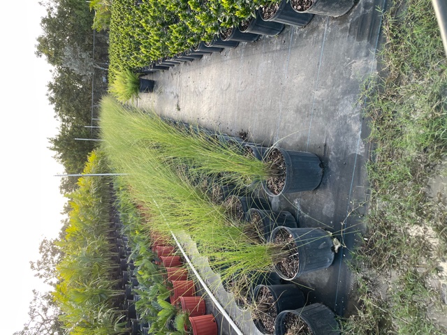 muhlenbergia-muhly-grass