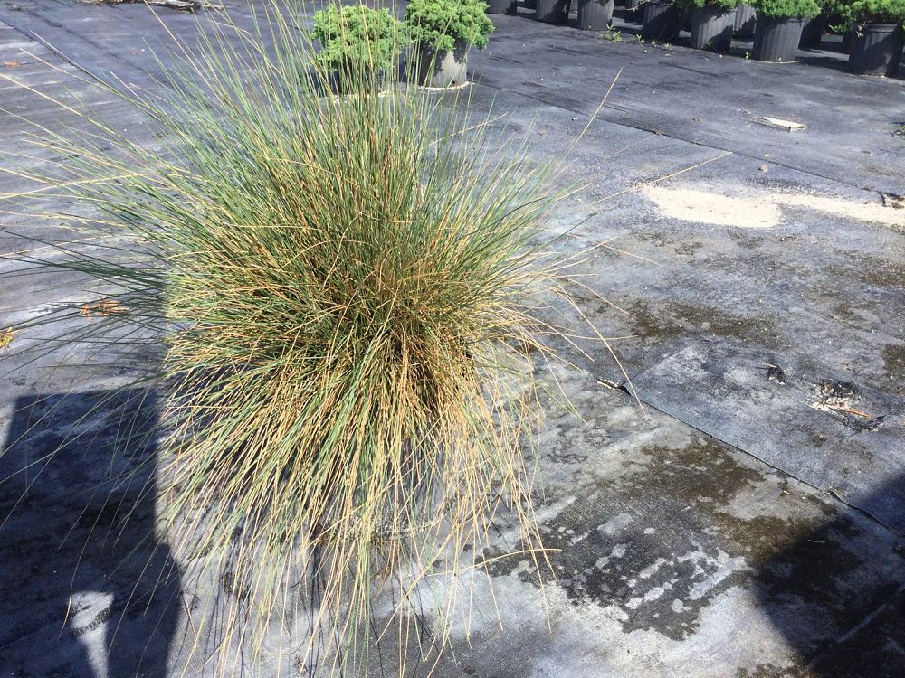 muhlenbergia-muhly-grass