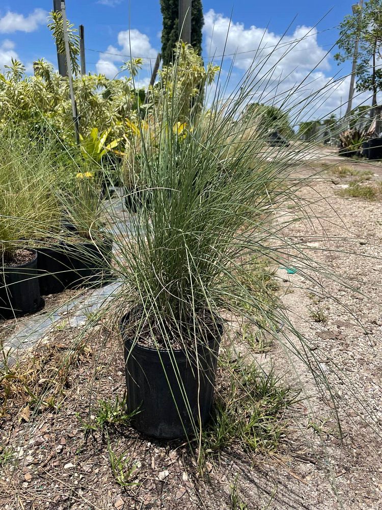 muhlenbergia-muhly-grass