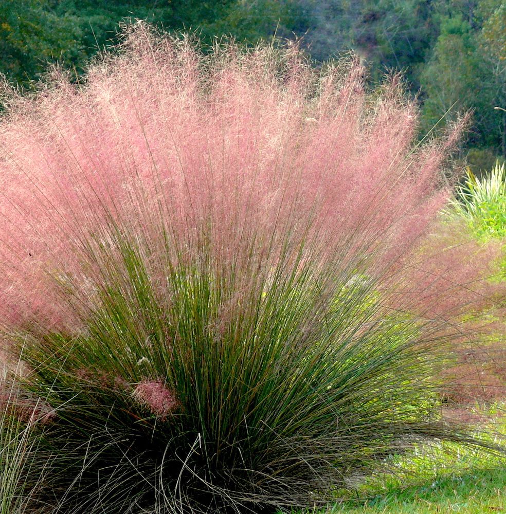 muhlenbergia-muhly-grass