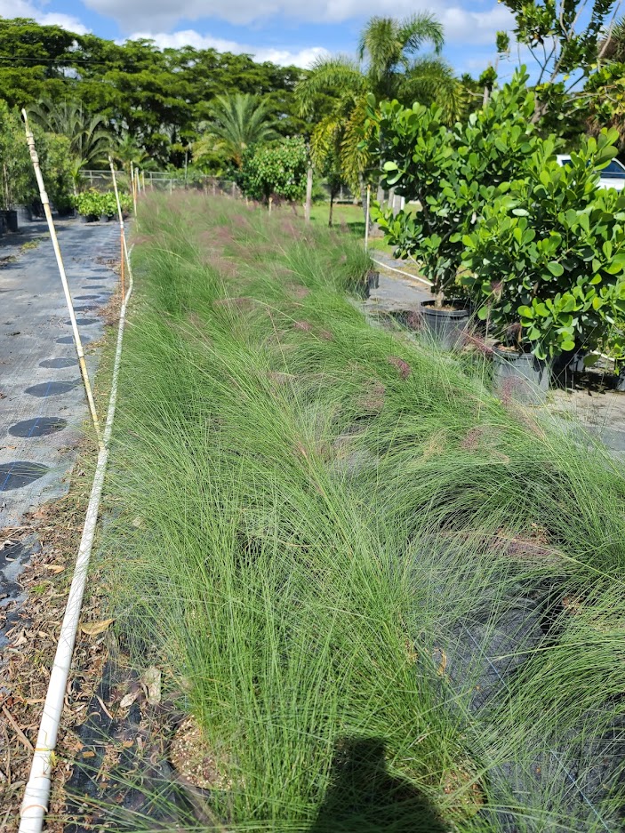 muhlenbergia-muhly-grass