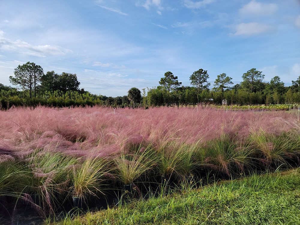 muhlenbergia-muhly-grass