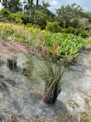 muhlenbergia-muhly-grass