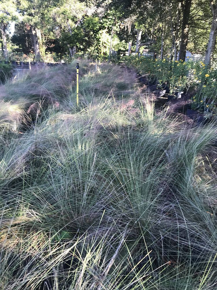 muhlenbergia-muhly-grass