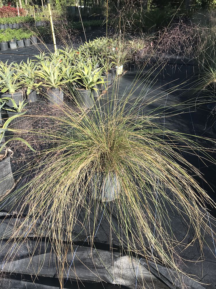 muhlenbergia-muhly-grass