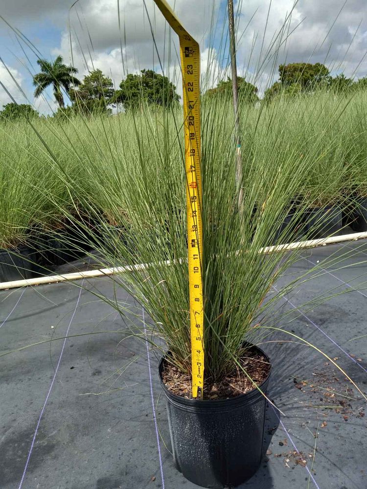 muhlenbergia-muhly-grass