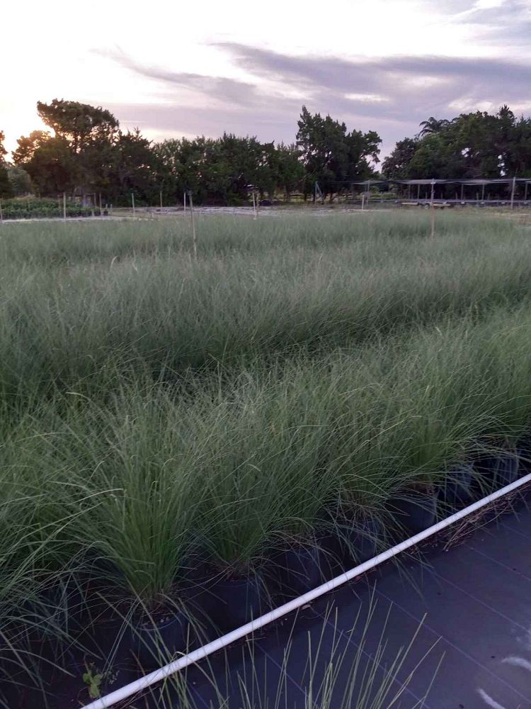 muhlenbergia-muhly-grass