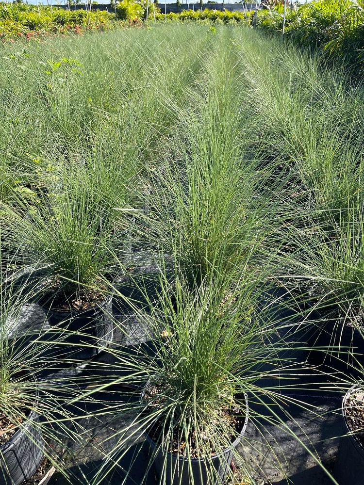 muhlenbergia-muhly-grass