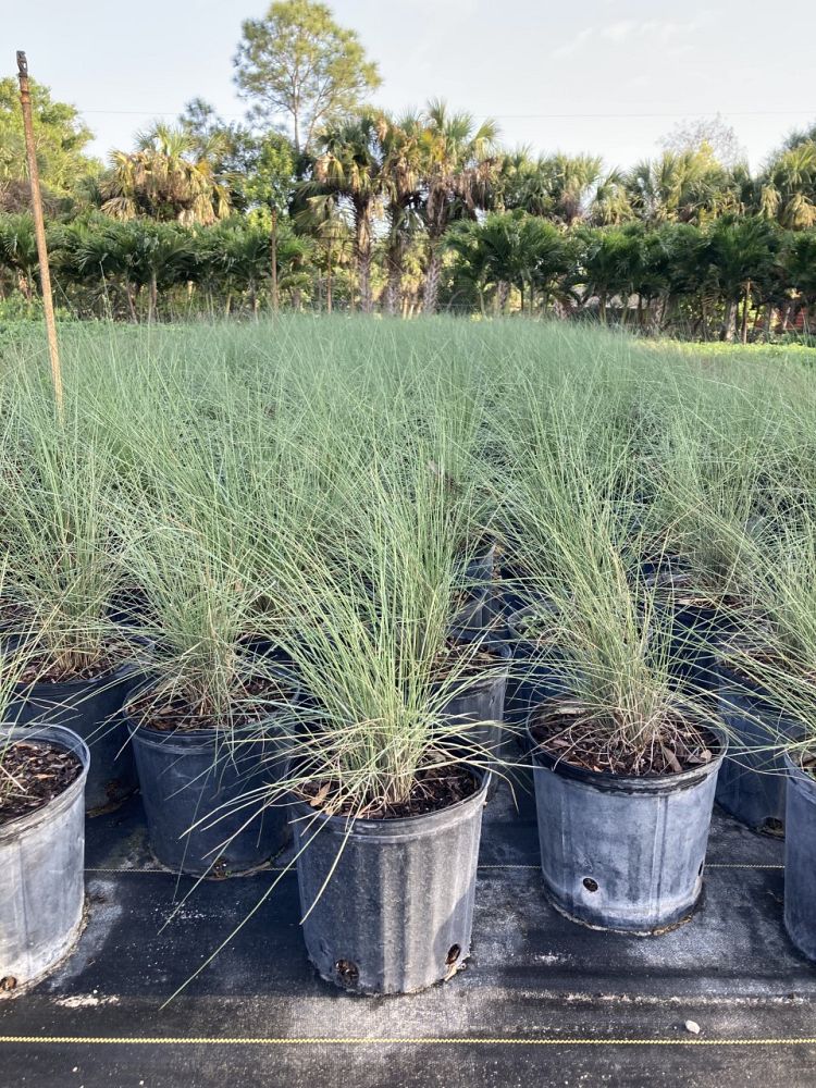 muhlenbergia-muhly-grass