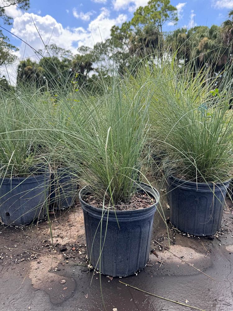 muhlenbergia-muhly-grass