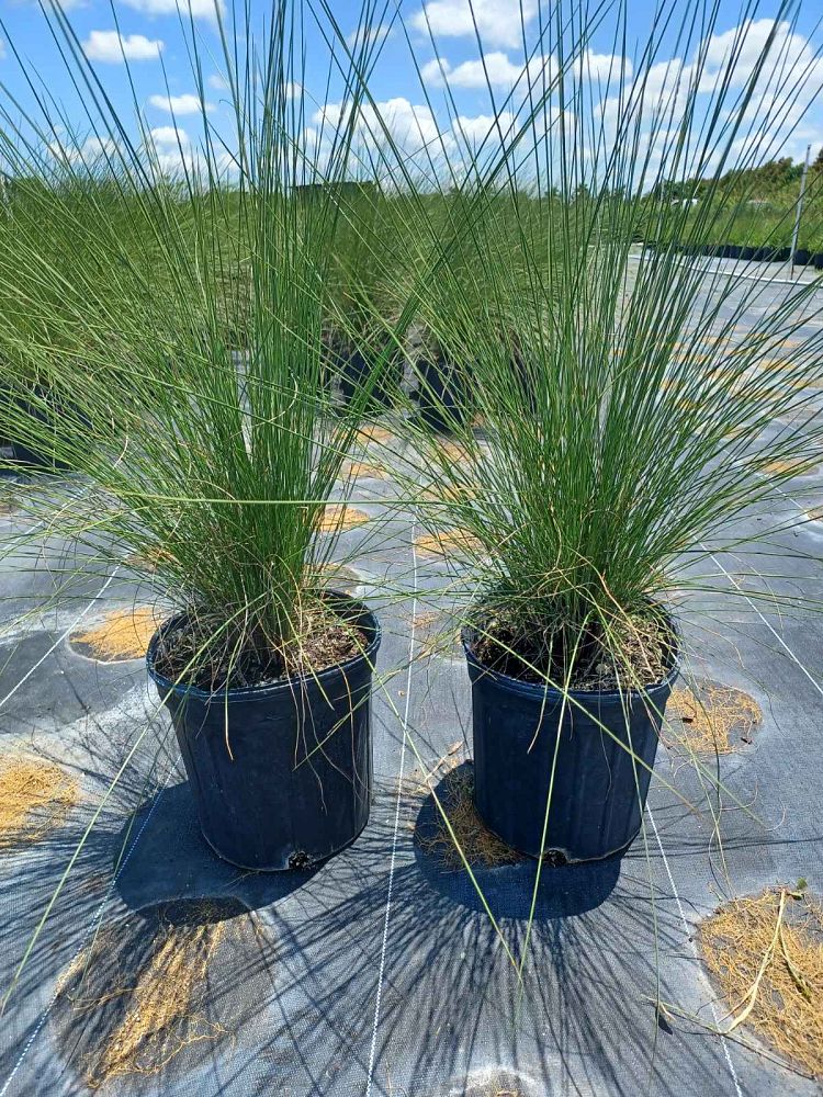muhlenbergia-muhly-grass