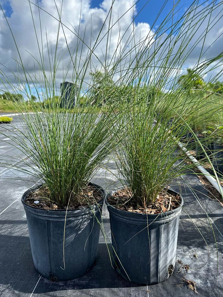 muhlenbergia-muhly-grass