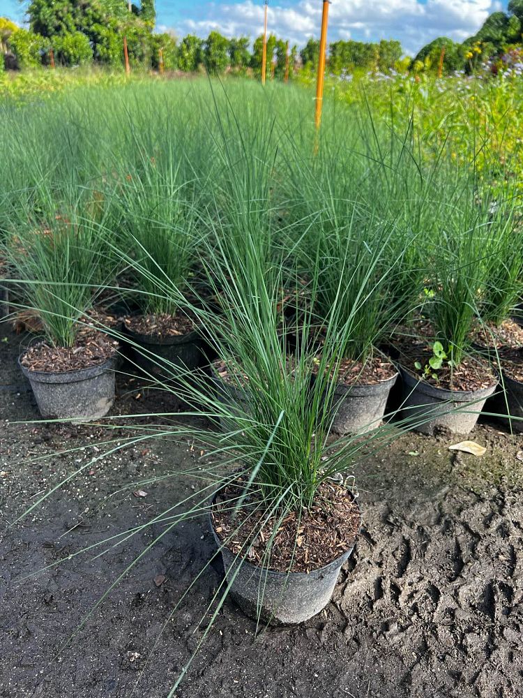 muhlenbergia-muhly-grass