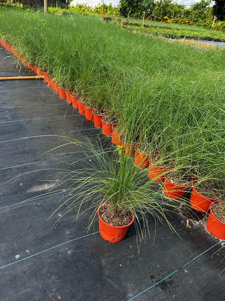 muhlenbergia-muhly-grass