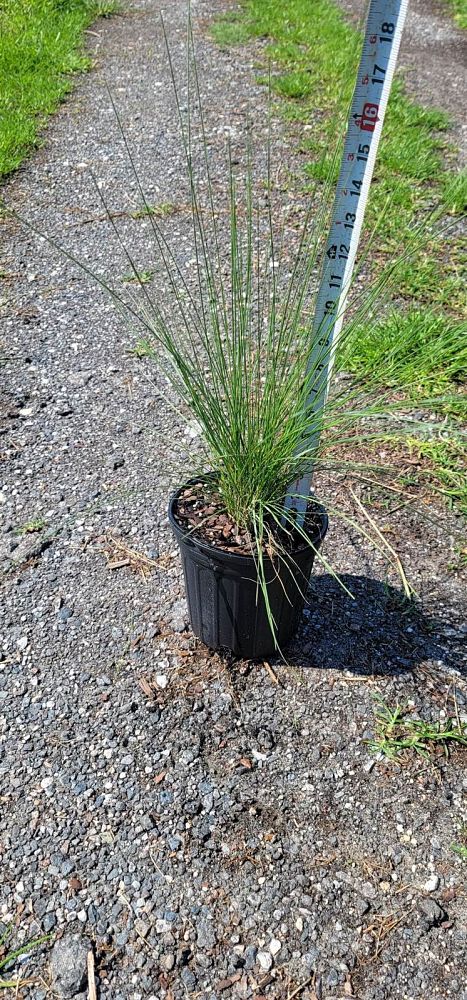 muhlenbergia-muhly-grass