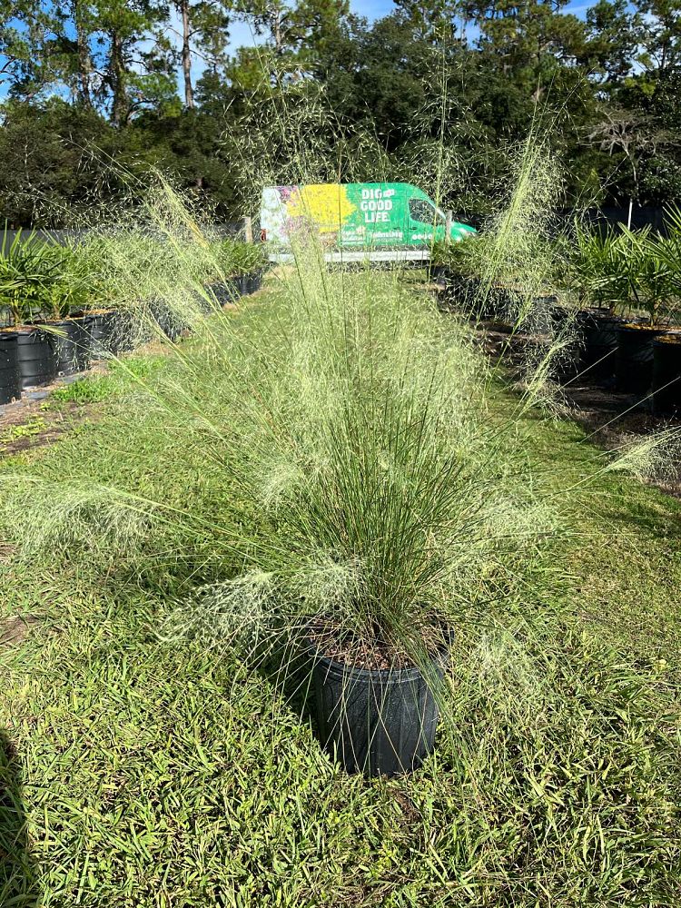 muhlenbergia-muhly-grass