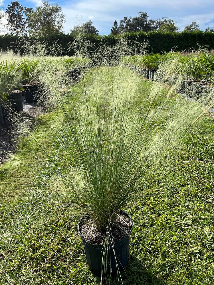 muhlenbergia-muhly-grass