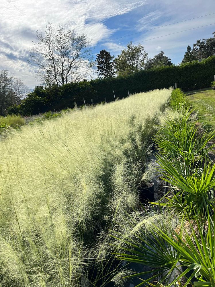 muhlenbergia-muhly-grass