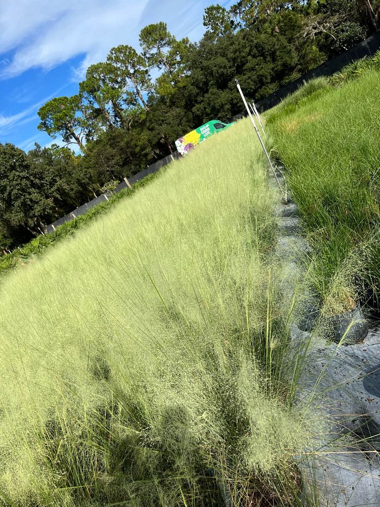 muhlenbergia-muhly-grass