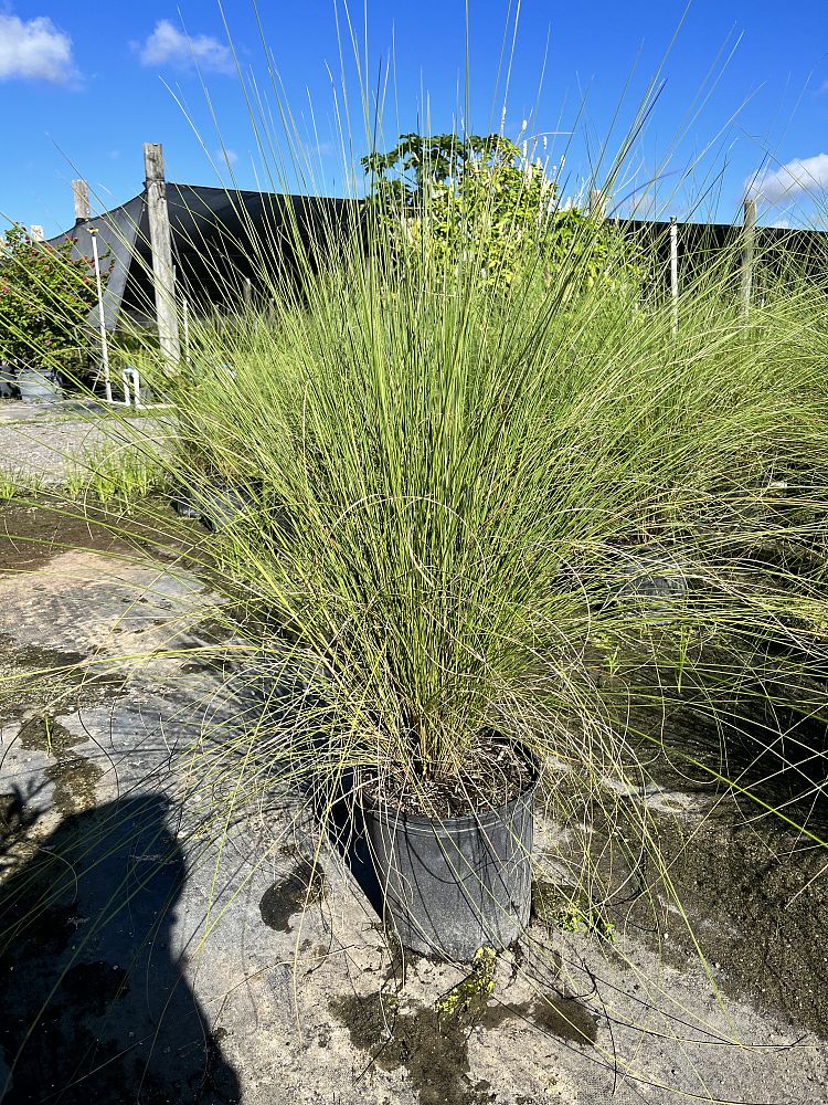 muhlenbergia-muhly-grass