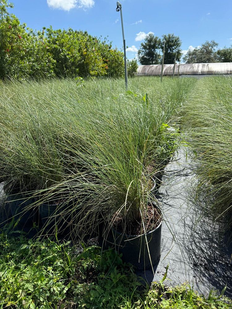 muhlenbergia-muhly-grass