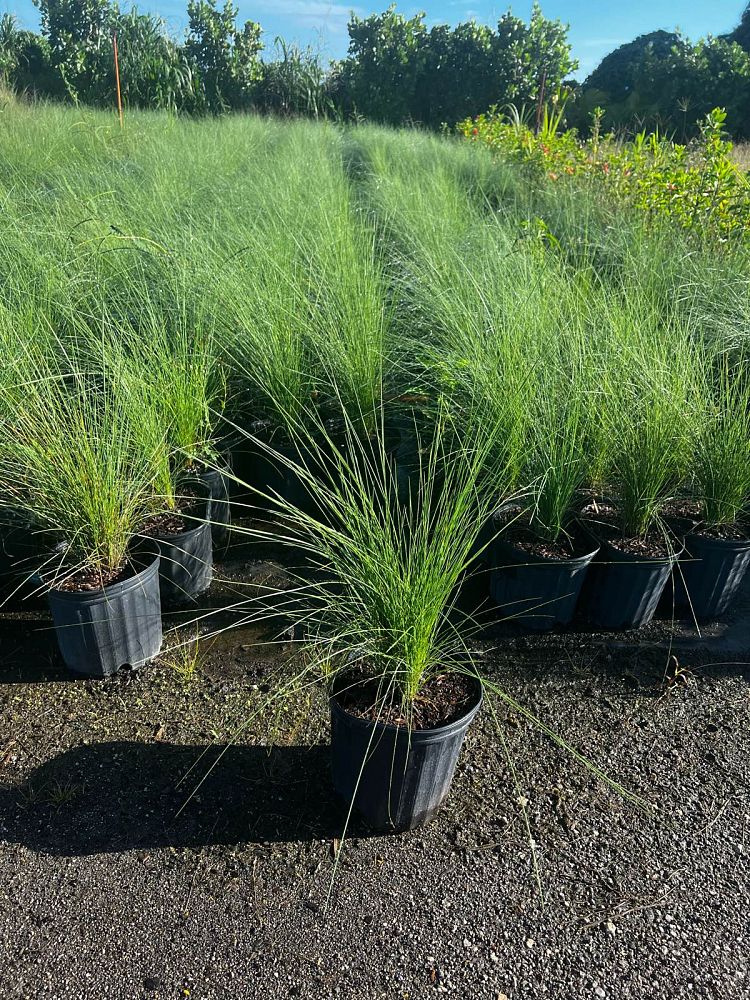 muhlenbergia-muhly-grass