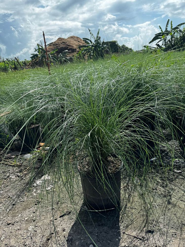 muhlenbergia-muhly-grass