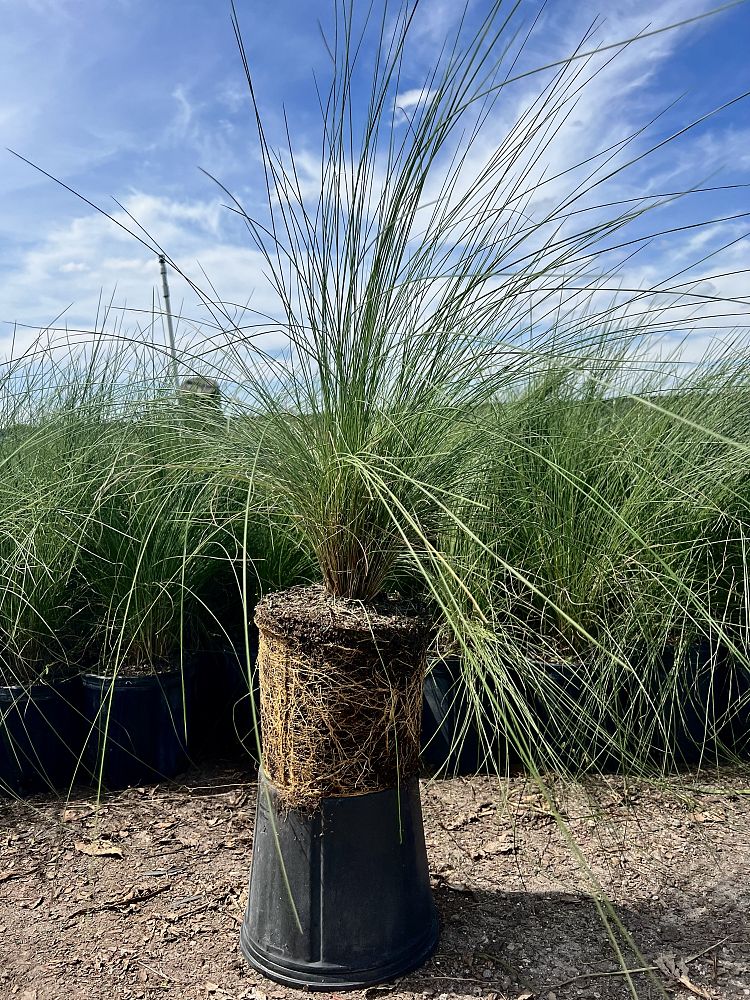 muhlenbergia-muhly-grass