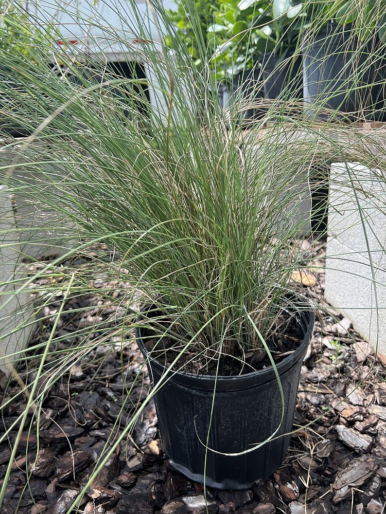 muhlenbergia-muhly-grass