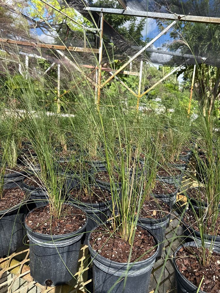 muhlenbergia-muhly-grass