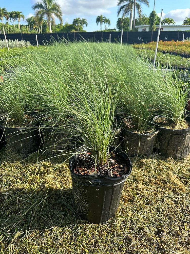 muhlenbergia-muhly-grass