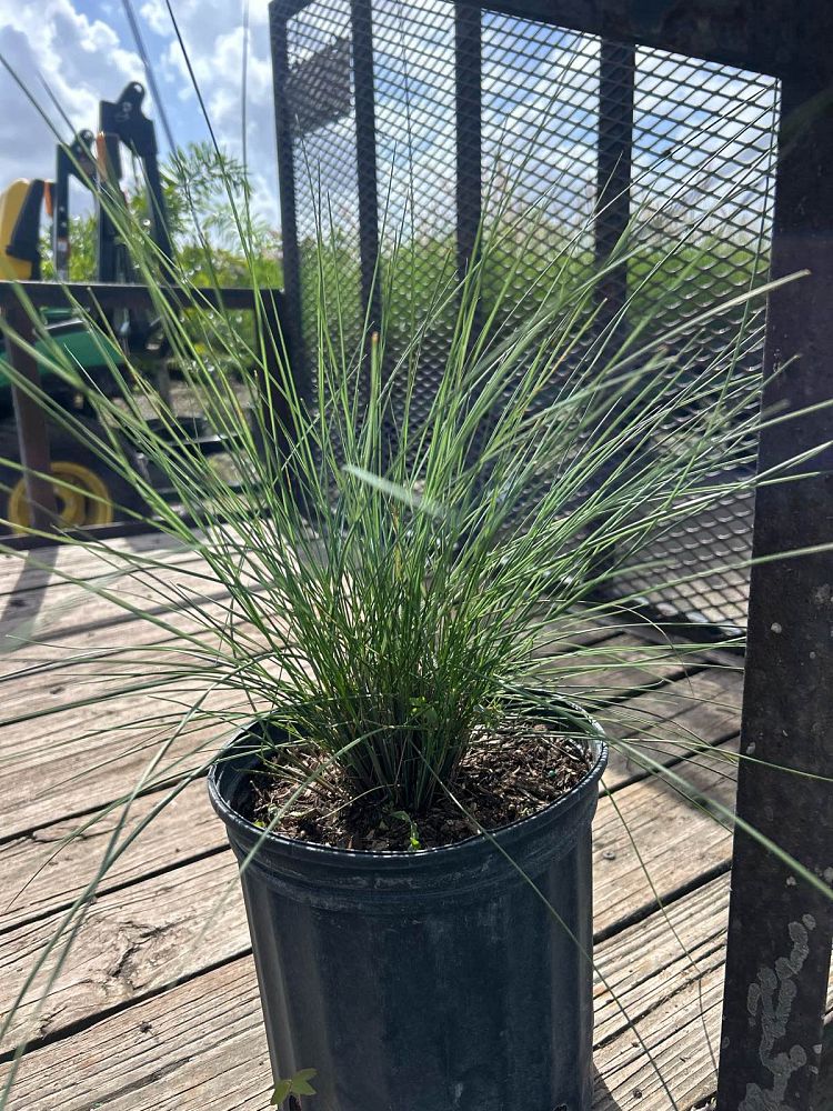 muhlenbergia-muhly-grass