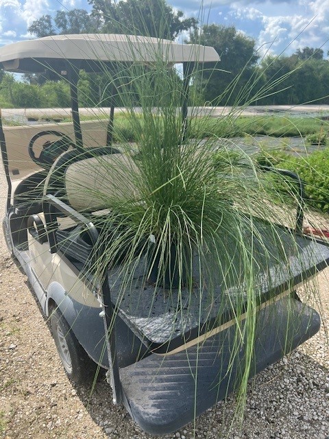muhlenbergia-muhly-grass