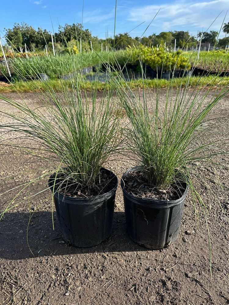 muhlenbergia-muhly-grass