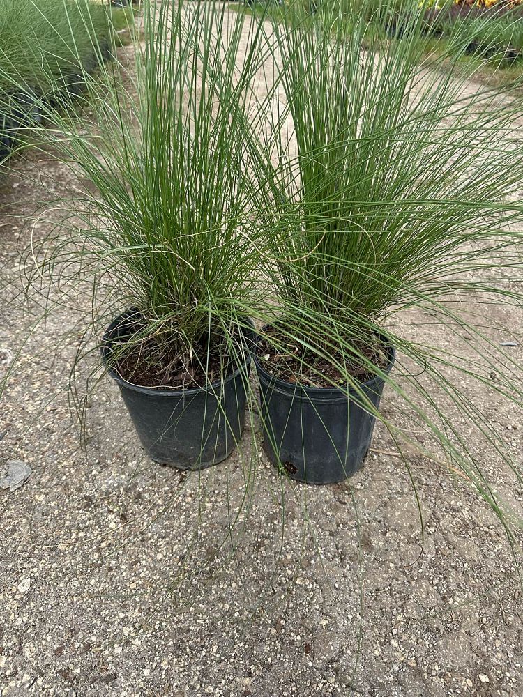 muhlenbergia-muhly-grass