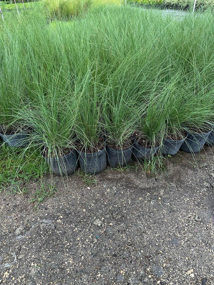 muhlenbergia-muhly-grass