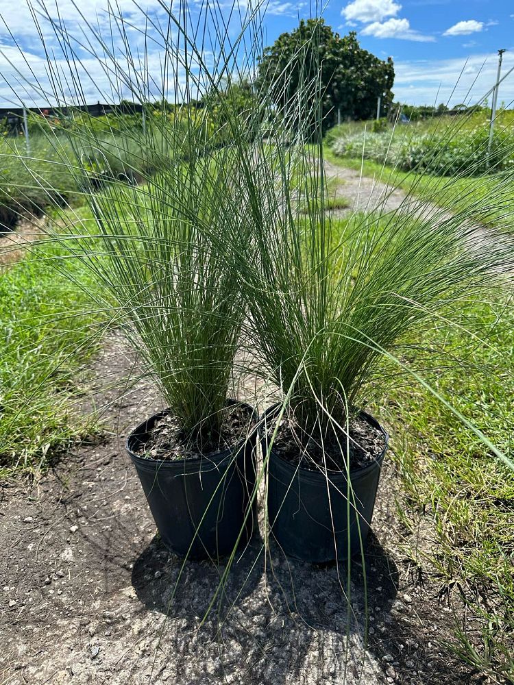 muhlenbergia-muhly-grass