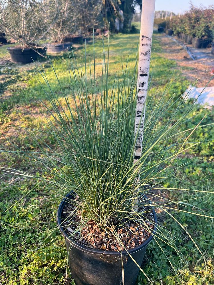 muhlenbergia-muhly-grass