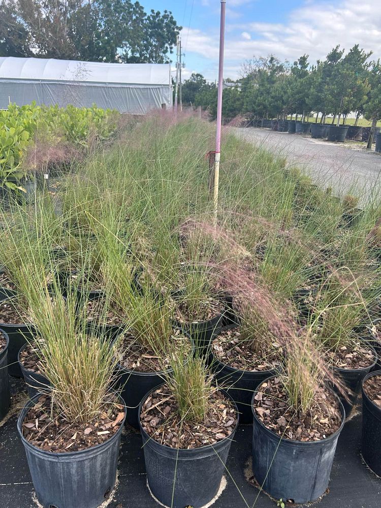 muhlenbergia-muhly-grass