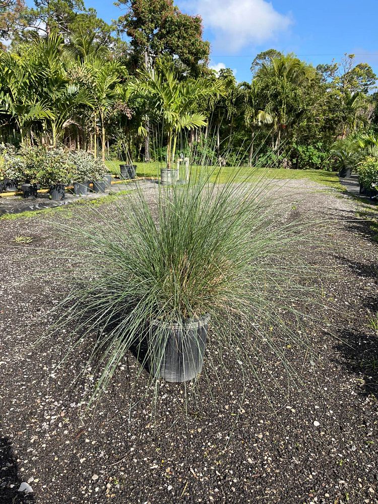 muhlenbergia-muhly-grass