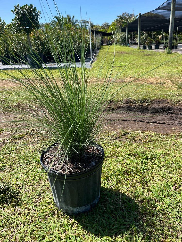 muhlenbergia-muhly-grass