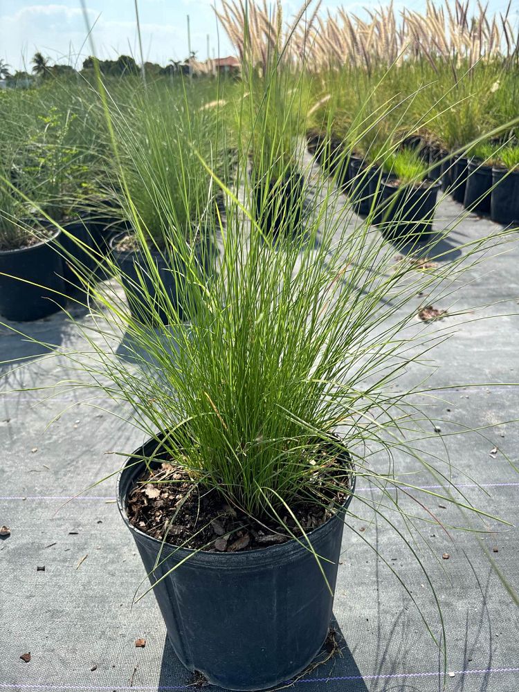 muhlenbergia-muhly-grass