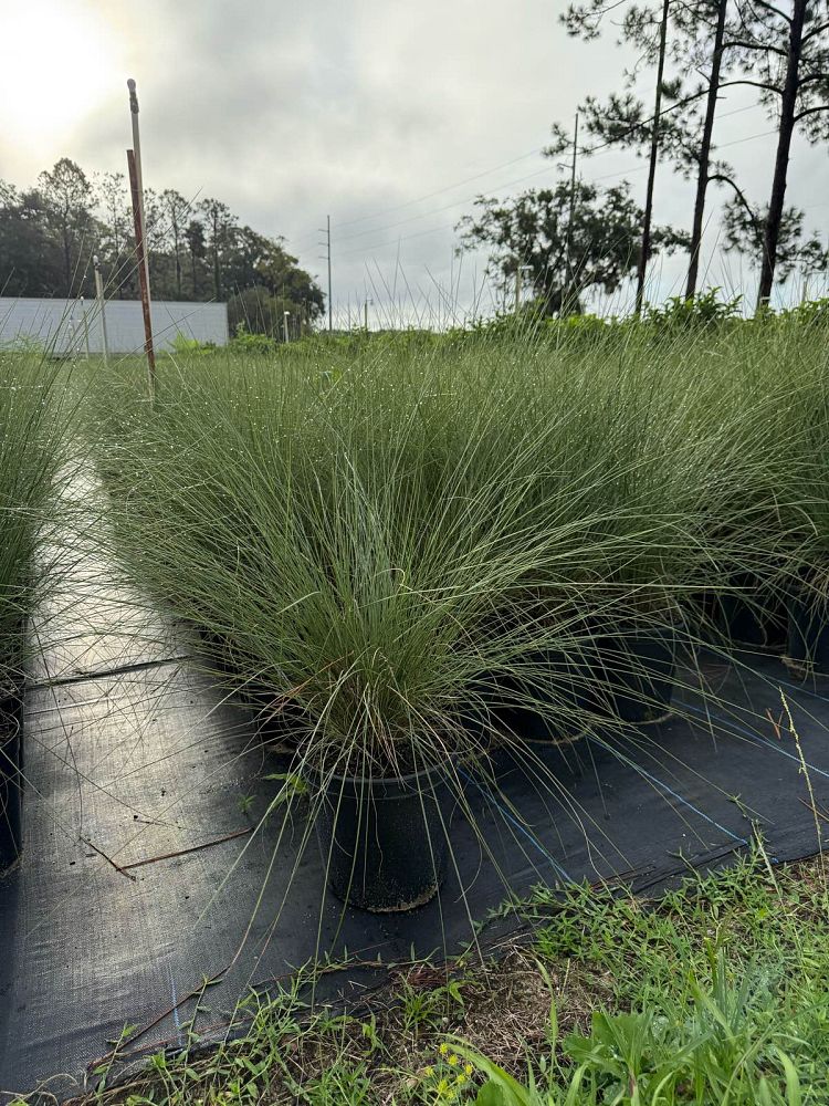 muhlenbergia-muhly-grass