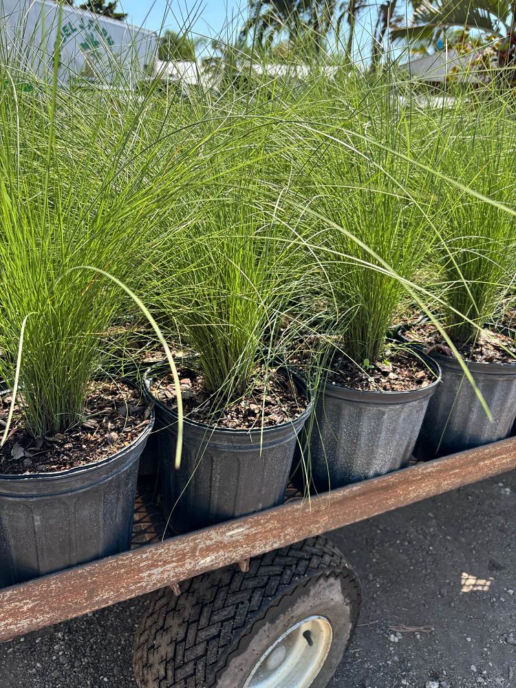 muhlenbergia-muhly-grass