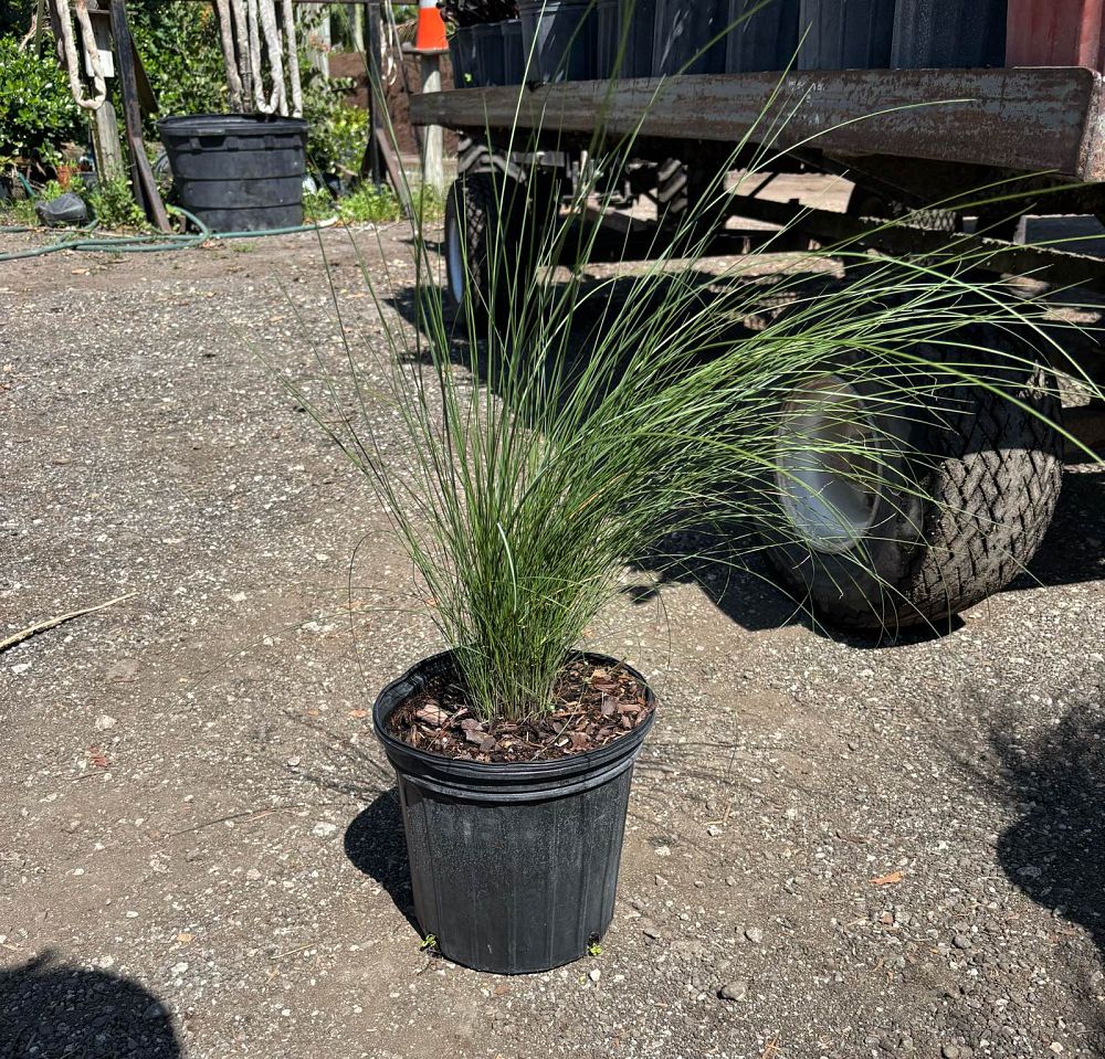 muhlenbergia-muhly-grass