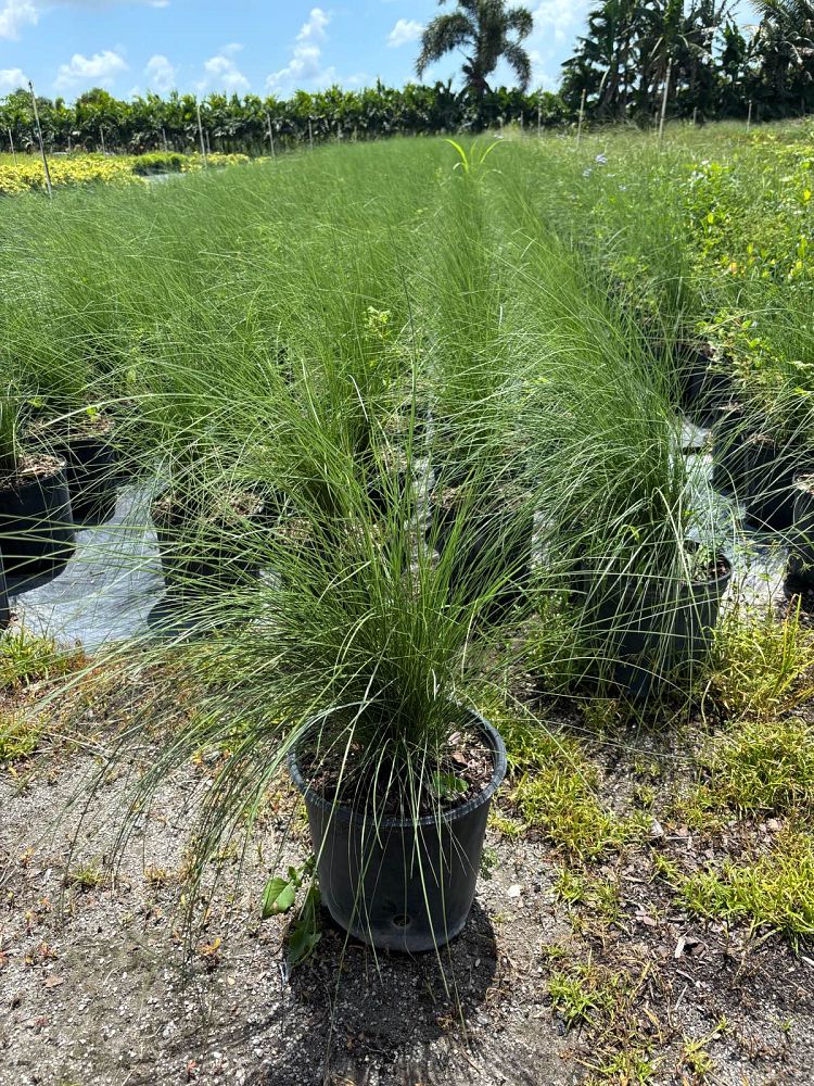 muhlenbergia-muhly-grass